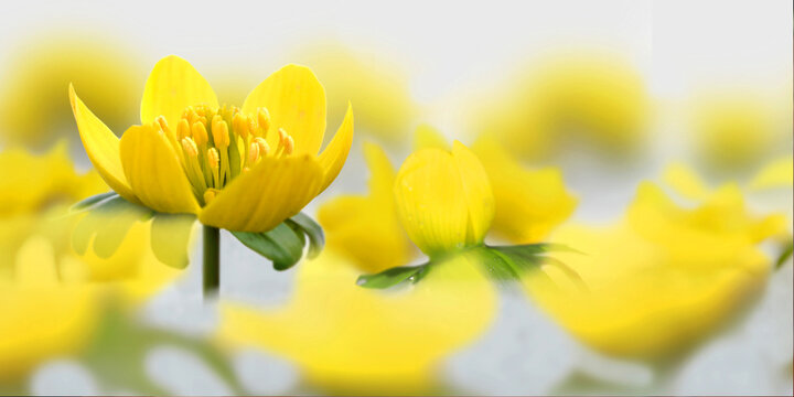 Winterlinge (Eranthis) im Schnee, Panorama 