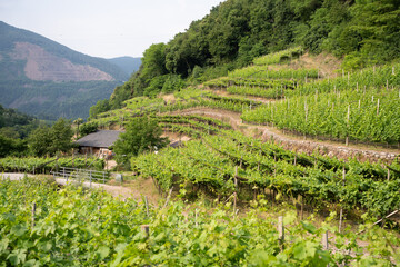 Fototapete bei efototapeten.de bestellen   