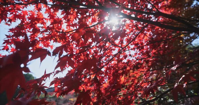 Sunlight shining through beautiful red autumn leaves on tree - slow motion shot