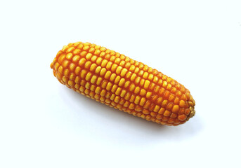 raw corn isolated in white background. agriculture product symbol.
