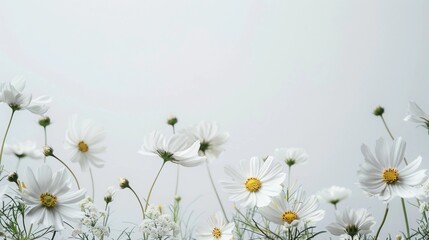 Fototapeta premium flowers arranged along the bottom edge of a wide frame, large clean copy space above, soft natural light