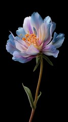 pink peony flower isolated on black