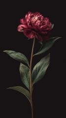 single red peony flower 