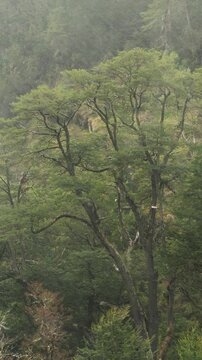 Heavy rain falling over a dense native Coihue forest in Patagonia.
