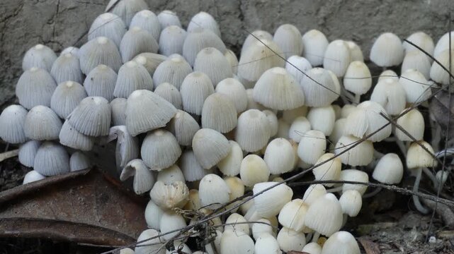 Cluster of Small White Mushrooms on Forest Floor