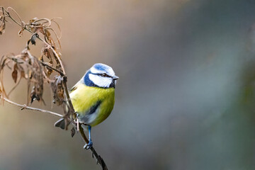 A wild blue tit (Cyanistes caeruleus) perched on a dried branch with soft natural bokeh background. Native British garden bird photographed in natural light with copy space. © Alan