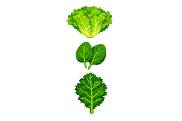 Naklejka premium An illustration featuring three types of leafy green vegetables: a head of lettuce, two spinach leaves, and a single kale leaf, all arranged vertically against a solid black background.