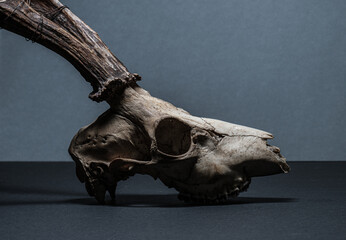 Profile closeup of roe deer Capreolus capreolus skull. © Trygve