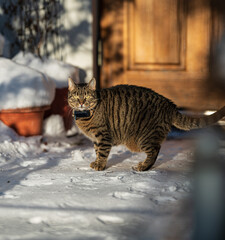Domestic cat Felis catus standing on snowy ground. © Trygve