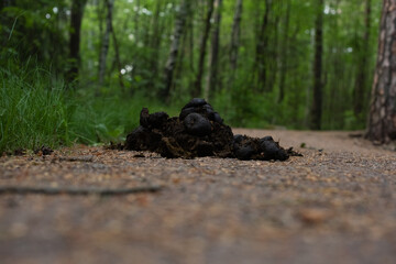 Naklejka premium Horse manure pile on forest path close to ground.