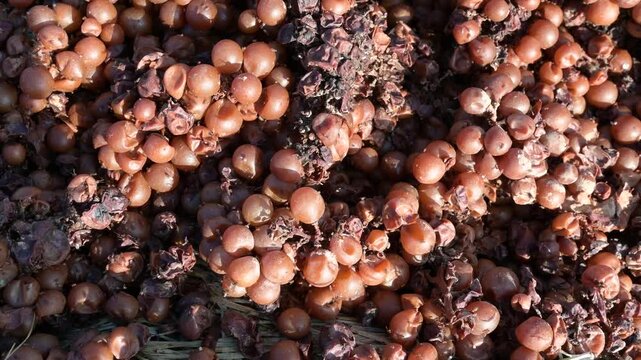 Fungal disease, powdery mildew or gray mold on grapes, botrytis, fruit fly, Moselle vineyard, heat damage, waterlogging, dryness, sunburn and nutrient deficiency