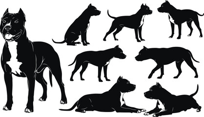 Set of black pit bull terrier silhouettes in various poses including standing sitting walking and lying down for dog breed and pet designs. © Sabbir's World