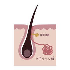 汗腺の構造を示す美容イラスト
