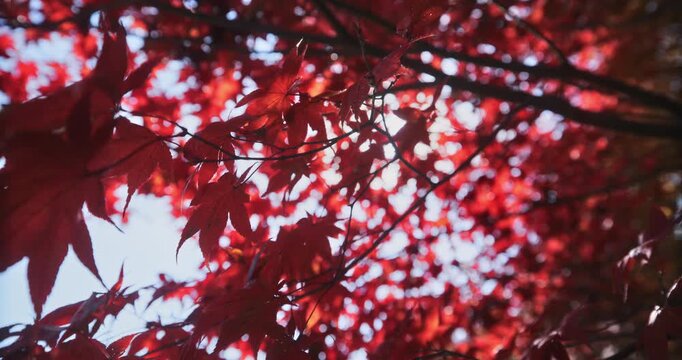 Dark red autumn leaves on branches of tree as sun shines behind them