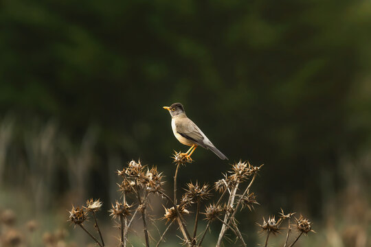 Zorzal austral (Turdus falcklandii) posado sobre cardos secos en h&aacute;bitat natural de Chile