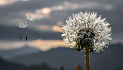 Obraz premium Dandelion seeds blowing in the wind at sunset.