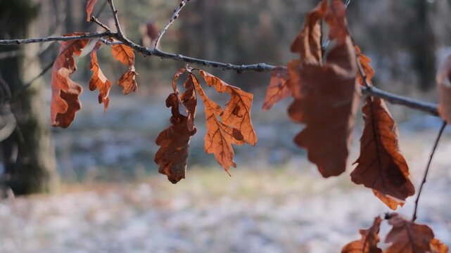 Golden sunlight illuminates brown crumpled foliage against snowy ground and cold blue shadows.