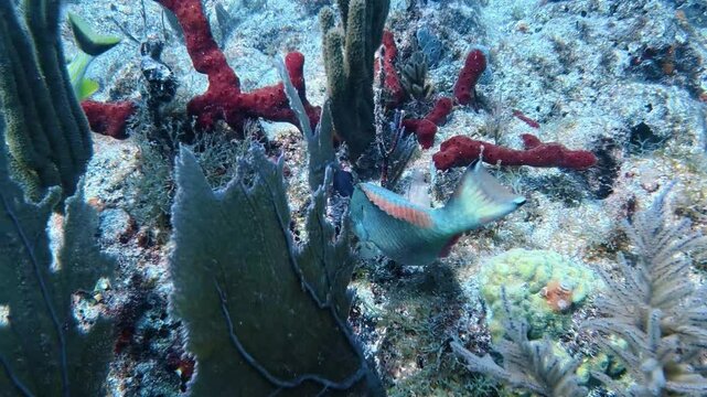 Terminal Phase Stoplight Parrotfish (Sparisoma viride) Swimming Through Coral Reef in Key Largo, Florida