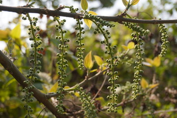 Tree Branch with Green Catkins and Leaves