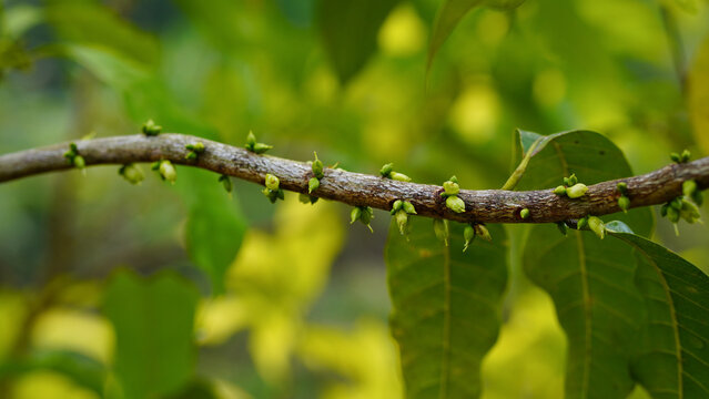 Flowering along the branches of Yellow Abiu Fruit (Pouteria caimito)