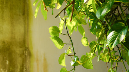 Close up of Epipremnum Marble Queen Or Sirih Gading Marble Queen plants. Selective focus. © Tyada_Nam