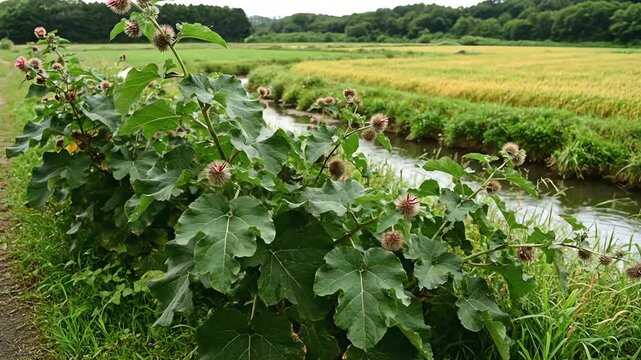 Greater Burdock Plants by a Rural Stream and Golden Rice Fields