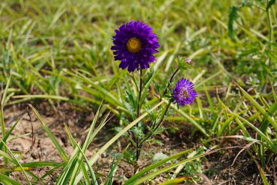 Purple Daisy Flowers with Bright Yellow Centers Nestled in Lush Grass