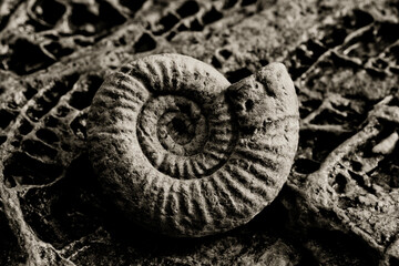 fossile © Georges