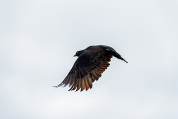 Fototapeta premium Eared dove (Zenaida auriculata) flying against clear sky with copy space, South America