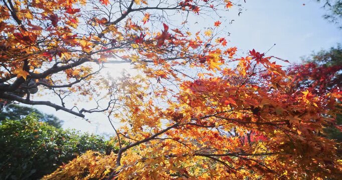 Steady cam across beautiful autumn trees with beautiful sun shining behind
