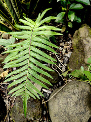 ornamental plants known by the name "Cyclosorus interruptus".