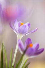 Krokusy na rozmytym tle – subtelna wiosenna estetyka © Elżbieta Kaps