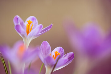Krokusy na rozmytym tle – subtelna wiosenna estetyka © Elżbieta Kaps