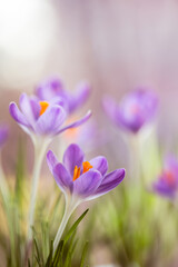 Krokusy na rozmytym tle – subtelna wiosenna estetyka © Elżbieta Kaps