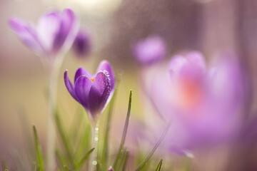 Krokusy na ciepłym, fioletowym rozmytym tle – wiosenna kompozycja © Elżbieta Kaps