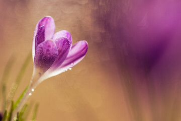 Krokusy na ciepłym, fioletowym rozmytym tle – wiosenna kompozycja © Elżbieta Kaps