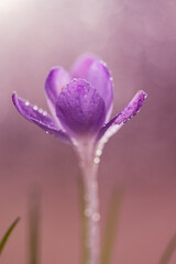 Krokusy na ciepłym, fioletowym rozmytym tle – wiosenna kompozycja © Elżbieta Kaps