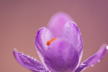 Krokusy na ciepłym, fioletowym rozmytym tle – wiosenna kompozycja © Elżbieta Kaps