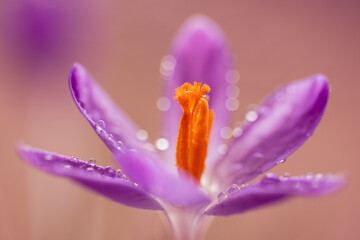 Krokusy na ciepłym, fioletowym rozmytym tle – wiosenna kompozycja © Elżbieta Kaps