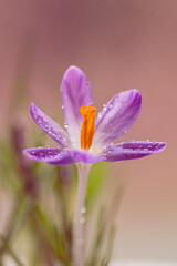 Krokusy na ciepłym, fioletowym rozmytym tle – wiosenna kompozycja © Elżbieta Kaps