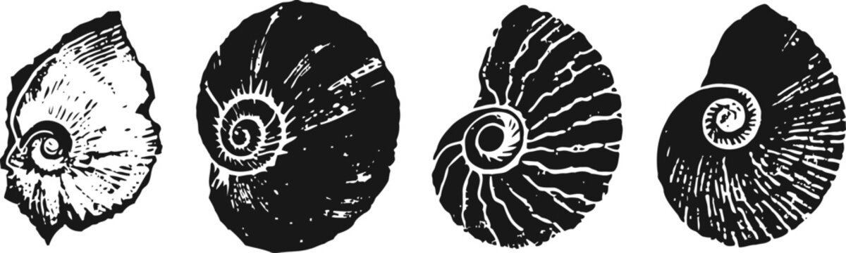 Vintage black and white ammonite fossil illustrations with spiral shell patterns