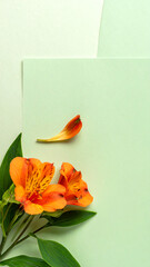 Fototapeta premium Bright orange flower with green leaves, and a single petal, on pastel green & white paper background