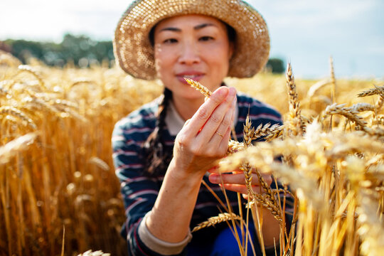 Woman farmer inspecting wheat in sunny field
