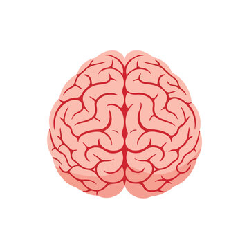 Top view illustration of the human brain, symbolizing health and medical care