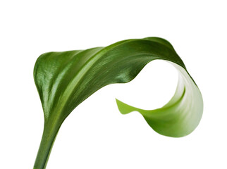 Fresh Green Leaf Isolated on White Background