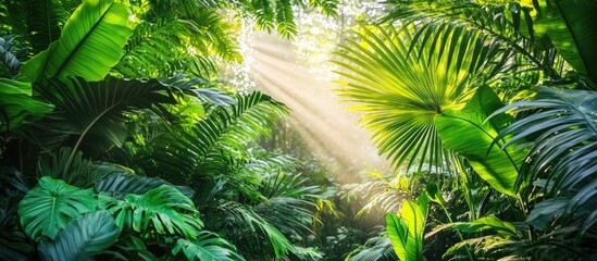 Fototapeta premium Ethereal Sunbeams Pierce the Lush Canopy of a Verdant Tropical Jungle.