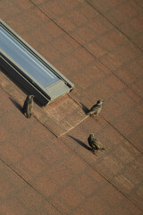 Flock of starlings walking on rooftop beside skylight window, Vertical