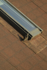 Starling standing next to rooftop skylight in warm sunlight, Vertical
