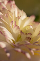 Layered yellow petals with pink trim macro vertical