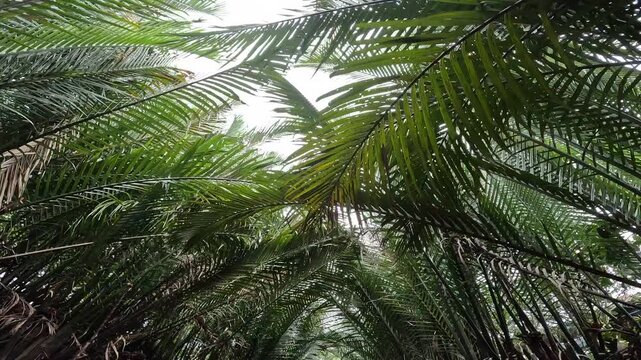 Nipa palm at Mekong Delta, Vietnam